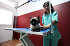 ambulanta veterinara Tazy Vet - pisica birmaneza la frizerie in clinica veterinara